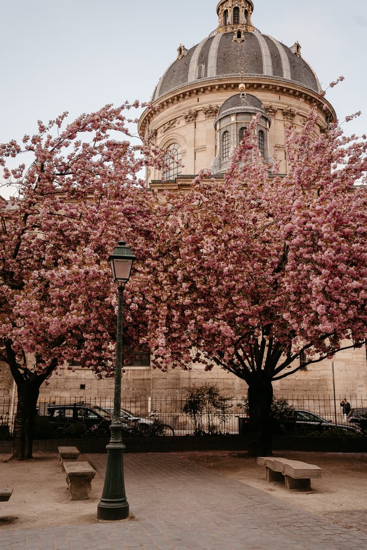 Pink blossom trees frame a quiet Paris garden with a lamppost and soft daylight on a domed stone building