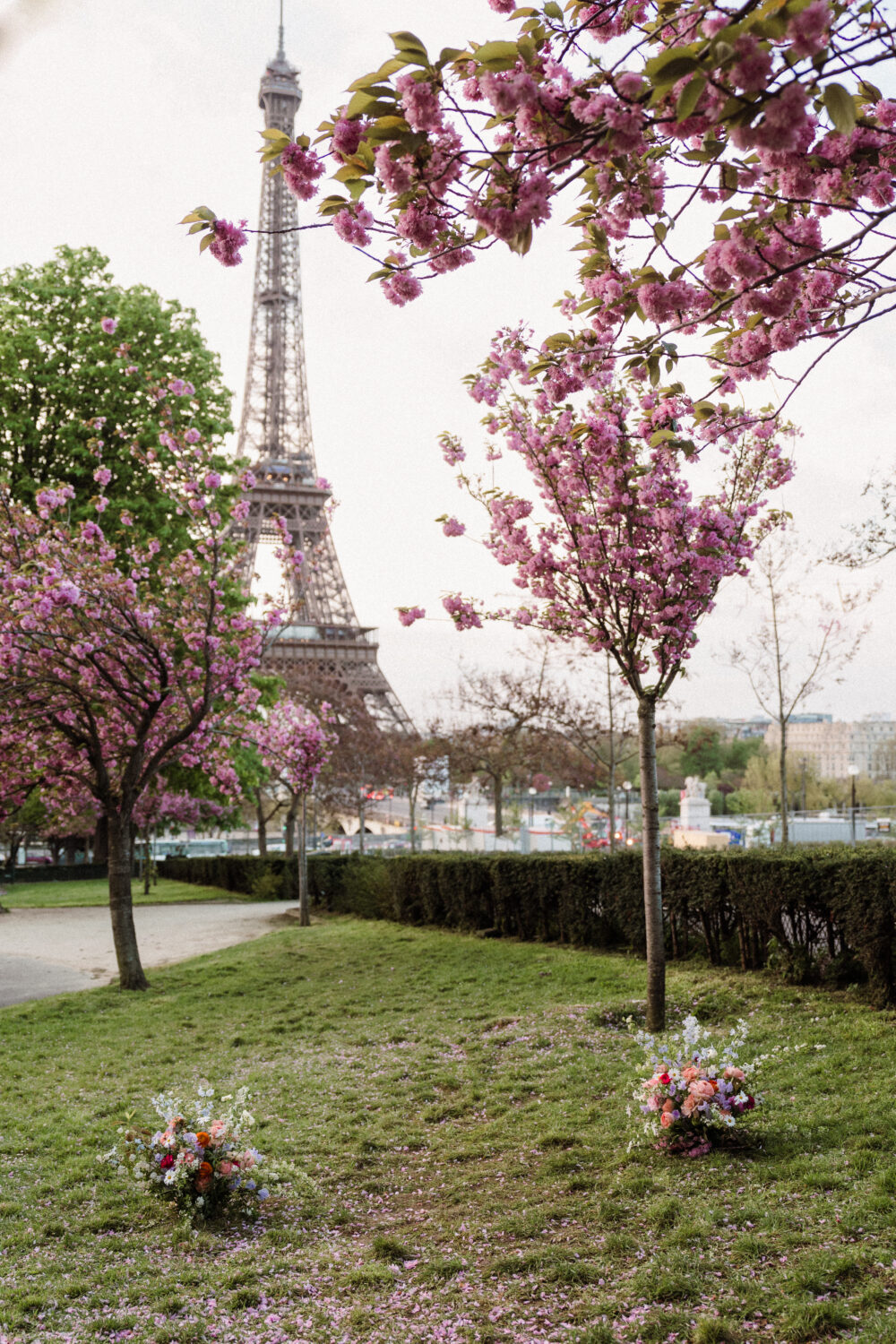 Paris cherry blossom spring