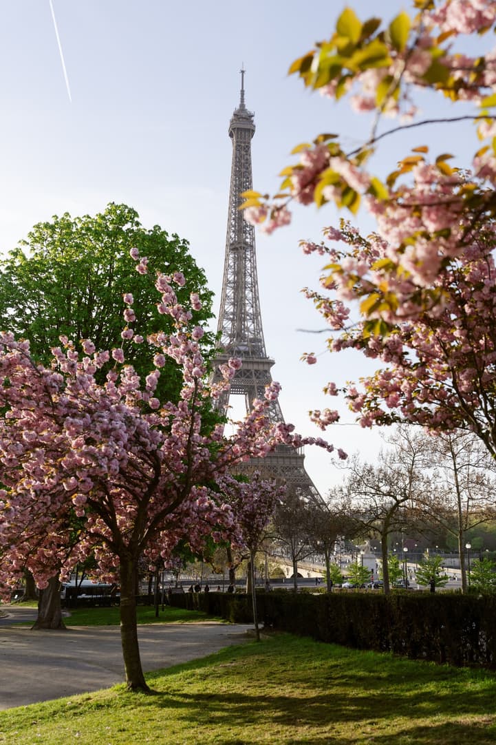 Cherry blossoms in bloom with the Eiffel Tower behind them