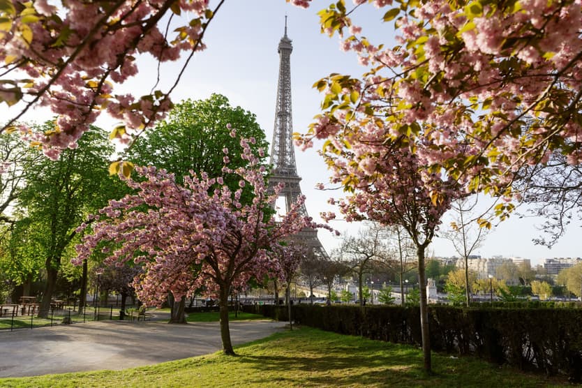 Pink cherry blossoms framing the Eiffel Tower on the morning of the elopement